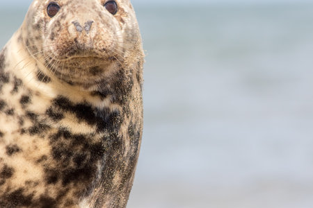 Cute animal close-up. Wild grey seal wildlife and nature image with copy-space. Cuddly spotty cream...