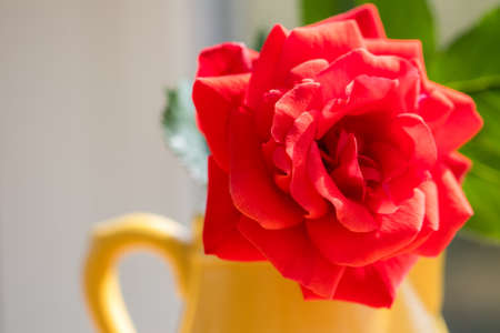 Pretty red rose in yellow jug vase. Selective focus close-up. Beautiful flower bloom used in bright colourful interior design. Red yellow and green aesthetic designの写真素材