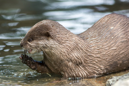 Wild otter in a river eating a fish. Close-up of a wet otter in the water.の写真素材