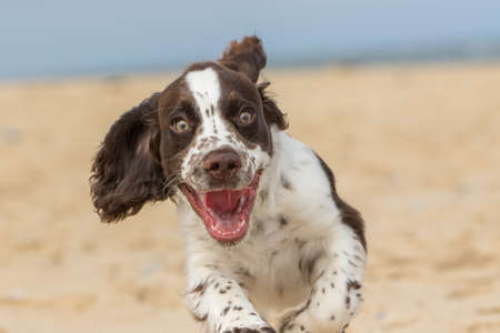 Happy puppy running on the beach. Crazy dog having fun. Funny animal meme image of a bouncy spaniel puppy face with a happy expression. Close-up of an excited white and brown liver spot sprocker dog.の写真素材
