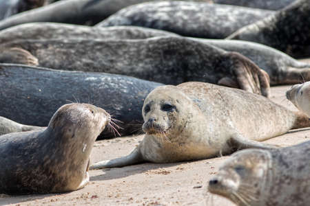 Grey seal colony Uk. Wild marine mammals portrait. Painterly nature and wildlife image. Seals on the...