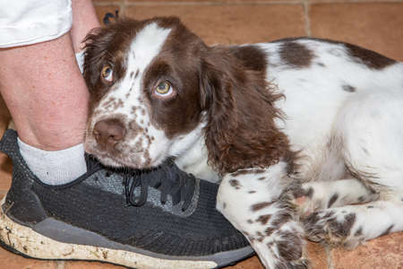 Puppy love. Cute spaniel puppy hugging owners shoe. Faithful dog at masters feet. Adorable little...