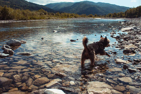 black and brown yorkshire dog walking inside a river, on a sunny summer dayの写真素材