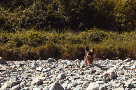 black and brown yorkshire dog walking inside a river, on a sunny summer dayの写真素材