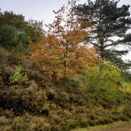 Beautifull Autumn colors, National Park Hoge Kempen, Belgiumの写真素材