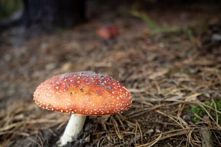 Mushrooms, Hoge Kempen Belgium National Park.の写真素材