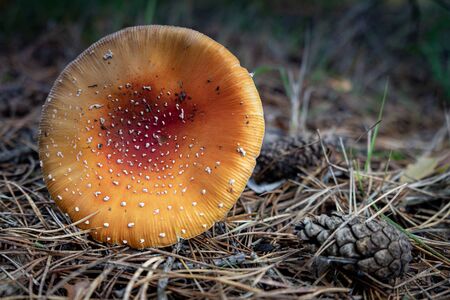 Mushrooms, Hoge Kempen Belgium National Park.の写真素材