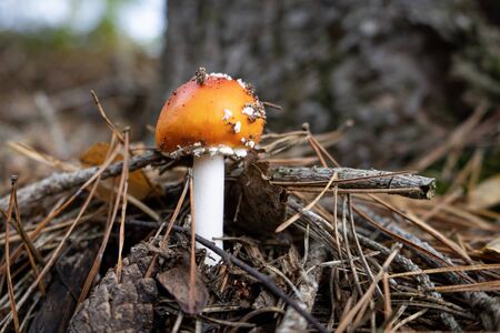 Mushrooms, Hoge Kempen Belgium National Park.の写真素材