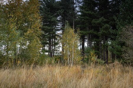 Beautifull Autumn colors, National Park Hoge Kempen, Belgiumの写真素材