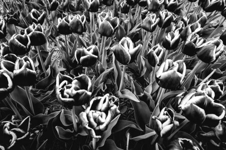 flowers in the dutch tulip fields, Bollestreekの写真素材