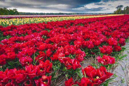 flowers in the dutch tulip fields, Bollestreekの写真素材