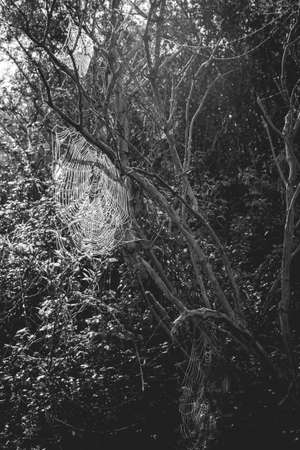 Spider web light up by the sunrise early morning.の写真素材