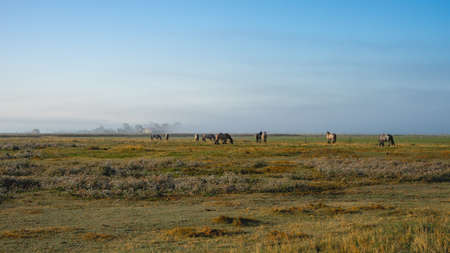 misty early morning in Zeeland The Netherlandsの写真素材