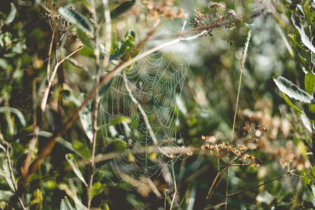 Spider web light up by the sunrise early morning.の写真素材