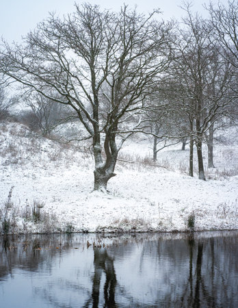 Winter and snow in the dunes of Kijkduin, The Netherlands.の写真素材