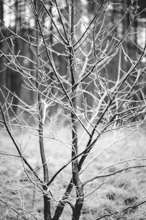 Frosty morning in the dutch Forest, Kaapse Bossen Doorn.の写真素材