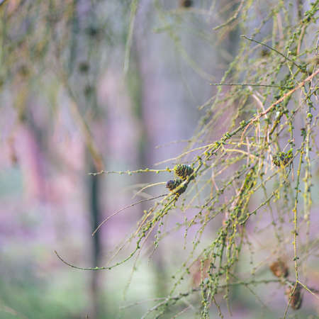 Close up details from the forest in The Netherlands, Speulderbos Veluwe.の写真素材