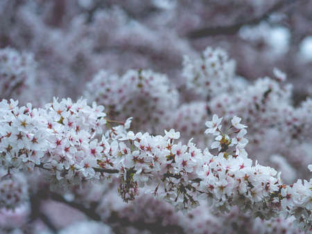 Cherry Blossom, Japanese park Amstelveen, The Netherlandsの写真素材