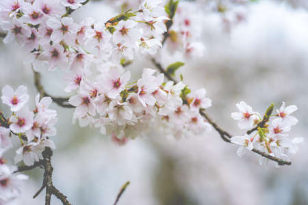 Cherry Blossom, Japanese park Amstelveen, The Netherlandsの写真素材