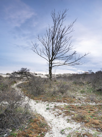 Early and Cloudy morning in the dunes of Kijkduin The Netherlands.の写真素材