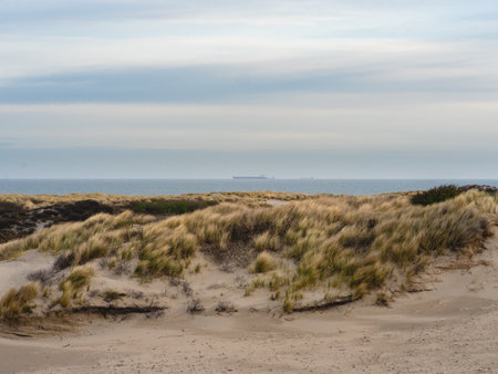 Early and Cloudy morning in the dunes of Kijkduin The Netherlands.の写真素材
