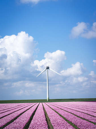 Tulip fields in Goeree Overflakee in The Netherlands.の写真素材