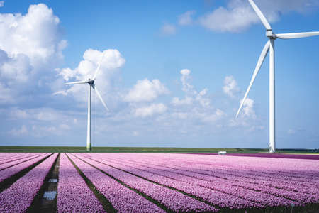 Tulip fields in Goeree Overflakee in The Netherlands.の写真素材