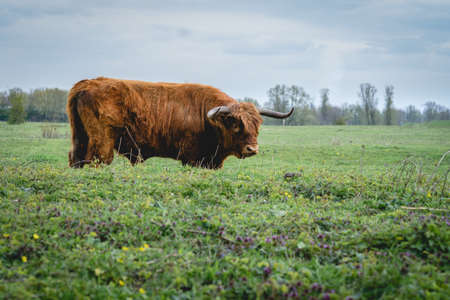 Wild Horses Beuningse UIterwaarde, Beuningen The Netherlands.の写真素材