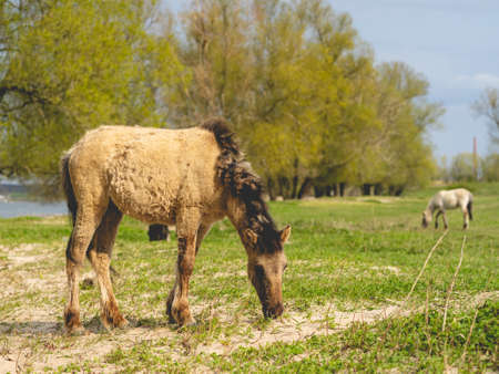 Wild Horses Beuningse UIterwaarde, Beuningen The Netherlands.の写真素材
