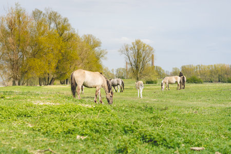 Wild Horses Beuningse UIterwaarde, Beuningen The Netherlands.の写真素材