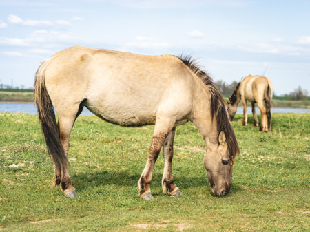 Wild Horses Beuningse UIterwaarde, Beuningen The Netherlands.の写真素材