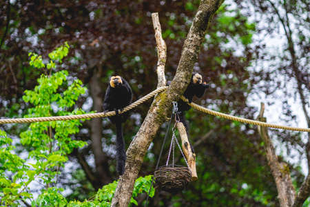 Monkeys at the monkey park De Apenheul The Netherlands.の写真素材