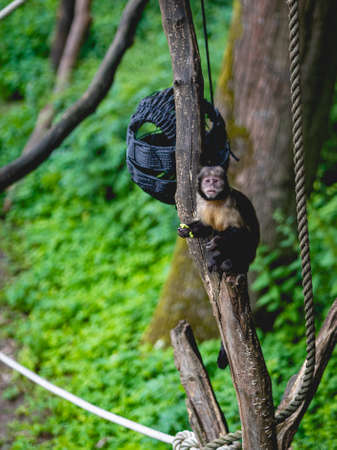 Monkeys at the monkey park De Apenheul The Netherlands.の写真素材