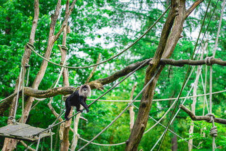 Monkeys at the monkey park De Apenheul The Netherlands.の写真素材