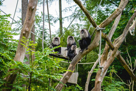 Monkeys at the monkey park De Apenheul The Netherlands.の写真素材