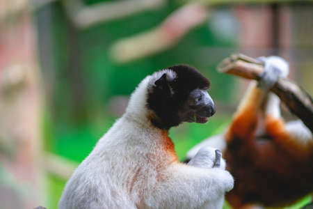 Monkeys at the monkey park De Apenheul The Netherlands.の写真素材