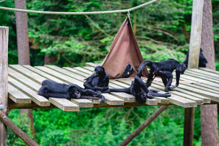 Monkeys at the monkey park De Apenheul The Netherlands.の写真素材