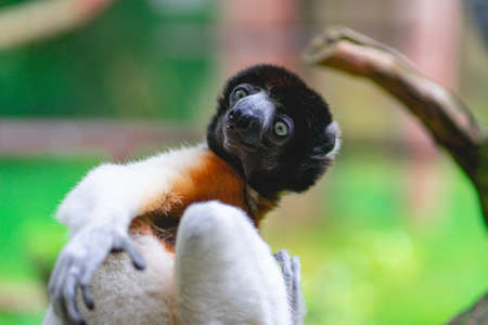 Monkeys at the monkey park De Apenheul The Netherlands.の写真素材