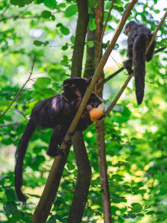 Monkeys at the monkey park De Apenheul The Netherlands.の写真素材