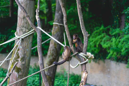 Monkeys at the monkey park De Apenheul The Netherlands.の写真素材