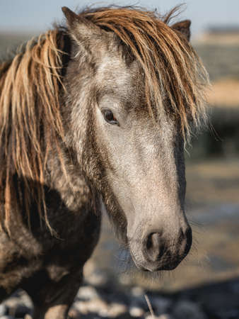Wild horses in the field in Denmarkの写真素材