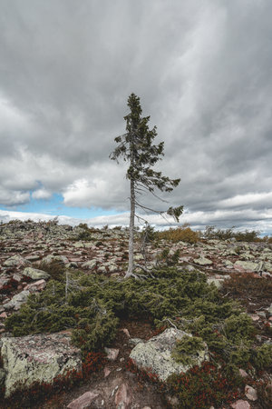 Old Tjikko, The oldest tree in the world, Located in Nationapark Fullufjalet in Sweden.