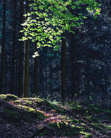 Waterfall from Bayehon, Belgium Ardennes, forestの写真素材