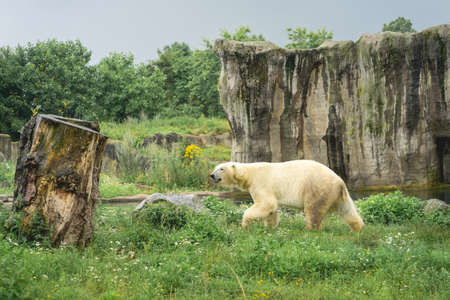Polar bear walking outside, in the zoo, Diergaarde Blijdorp, The Netherlands.の写真素材
