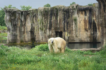 Polar bear walking outside, in the zoo, Diergaarde Blijdorp, The Netherlands.の写真素材