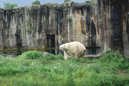 Polar bear walking outside, in the zoo, Diergaarde Blijdorp, The Netherlands.の写真素材