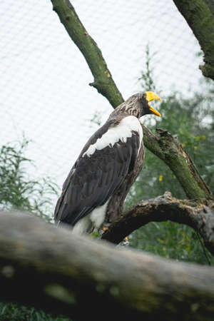 Bald Eagle sitting on a tree in the Zoo in The Netherlands, Diergaarde Blijdorp Rotterdamの写真素材