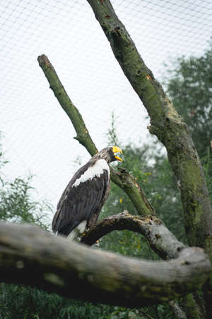 Bald Eagle sitting on a tree in the Zoo in The Netherlands, Diergaarde Blijdorp Rotterdamの写真素材