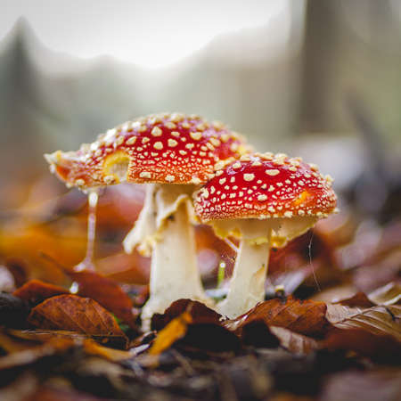 Fly Agaric Mushroom, in the dutch forest Speulderbos The Netherlands, autumn 2021の写真素材
