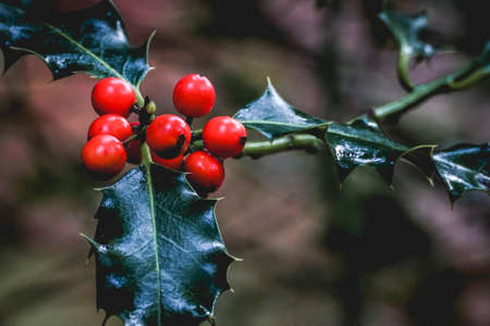 Wild Holly in the forest in The Netherlands in Autumn, Speulderbos, Putten.の写真素材